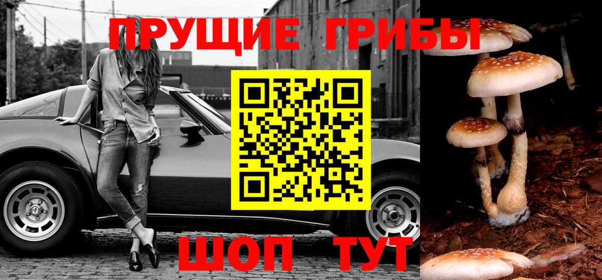 Лесной  Псилоцибиновые грибы Cubensis  как найти   Вход с VPN  Галлюциногенные грибы ЛСД 
